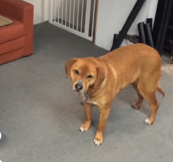 12 GIFs That Prove Dog Training is Tough (and Hilarious)